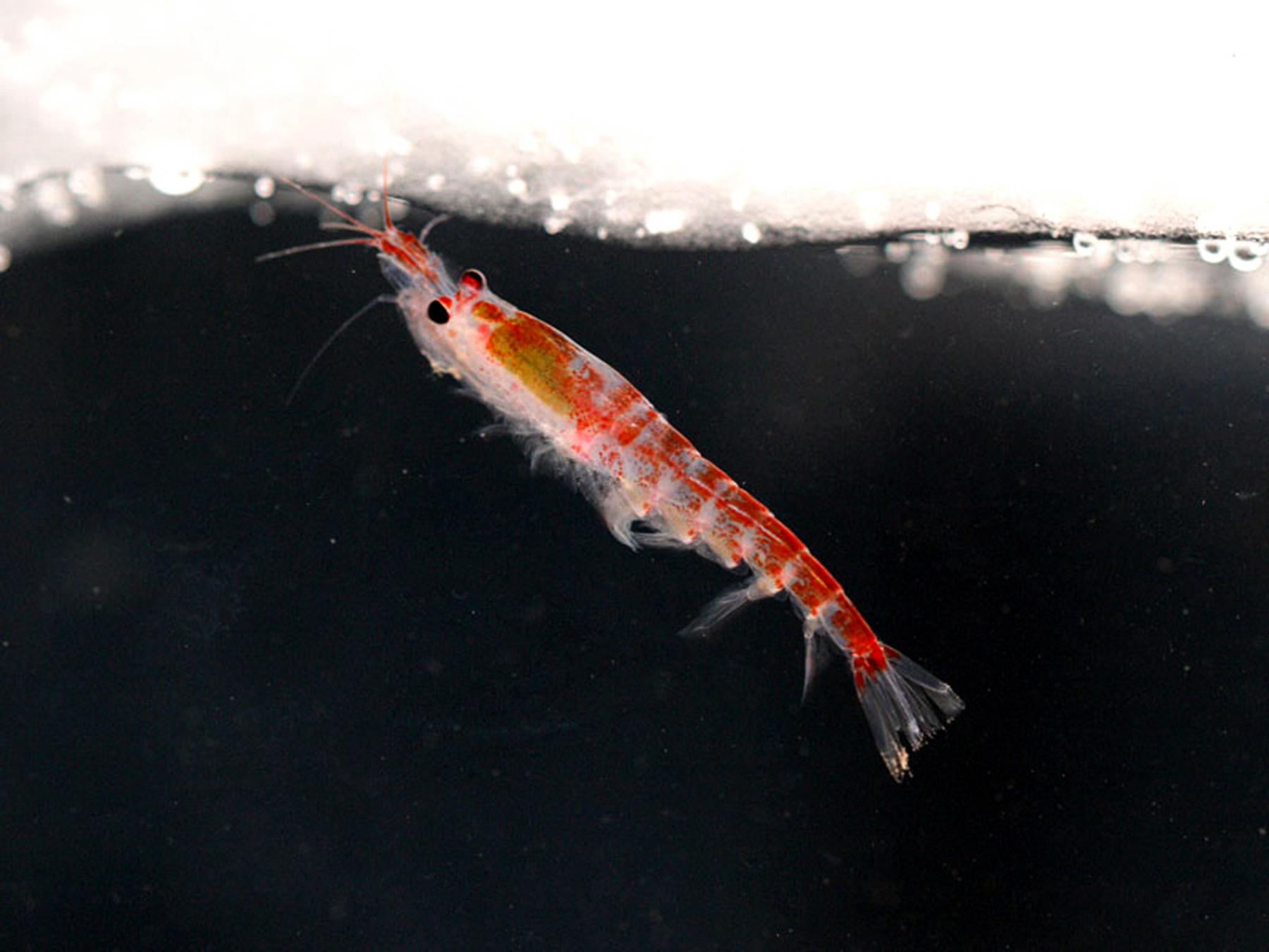 200801_Krill_JvFraneker_p.jpg