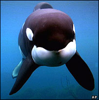 _40089751_orca_ap_203.jpg