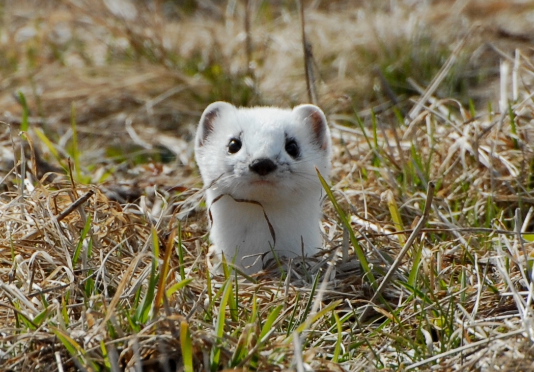 dsc_4481.jpg