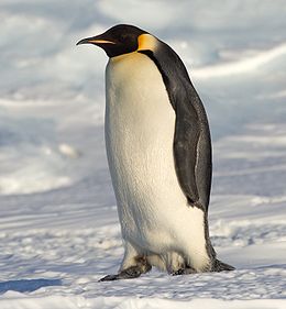 260px-Emperor_Penguin_Manchot_empereur.jpg