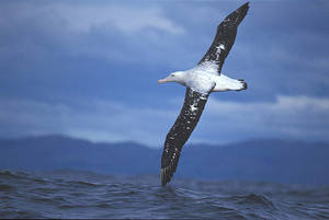 b_wandering_albatross_felix1.jpg