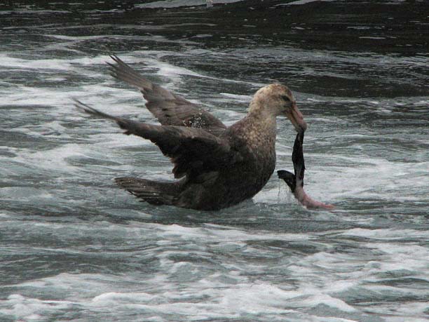 SouthernGiant-Petrel2007-01-09-001.jpg