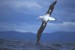 b_wandering_albatross_felix1.jpg